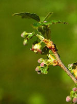 Msa Ribes Nigrum 50 ml - farmavitality.it