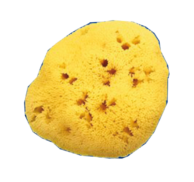 SPUGNA NAT FORI L 12/13CM 9 - farmavitality.it